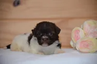 Daisy, a female Havanese for sale in Scurry, TX – Photo 2 of 4