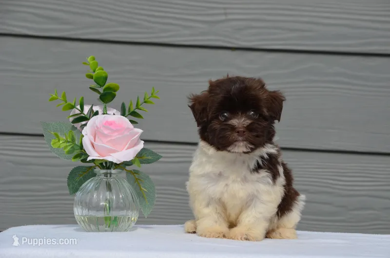 Daisy – Havanese puppy on hold in Scurry, TX
