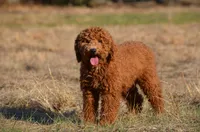 Alex, a male Miniature Goldendoodle for sale in Scurry, TX – 4 of 4