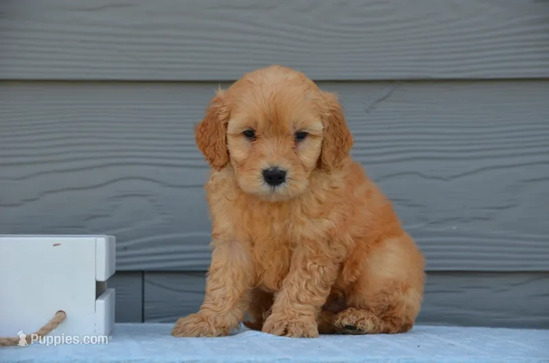 Diesel  – Miniature Goldendoodle puppy for sale in Scurry, TX
