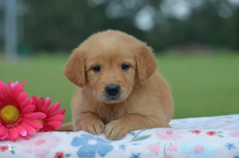 Remi  – Golden Retriever puppy for sale in Scurry, TX