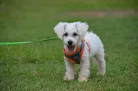 Marty, a male Bichon Frise for sale in Scurry, TX – 2 of 10