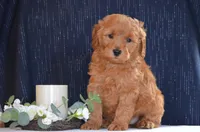 Wilson , a male Miniature Goldendoodle for sale in Scurry, TX – 2 of 4