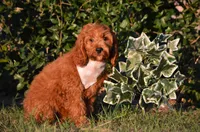 Gildo , a male Cockapoo for sale in Scurry, TX – 2 of 4