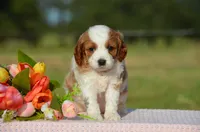 Toffee, a female Cavapoo for sale in Scurry, TX – 2 of 2