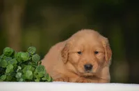 Sardo , a male Golden Retriever for sale in Scurry, TX – Photo 2 of 4