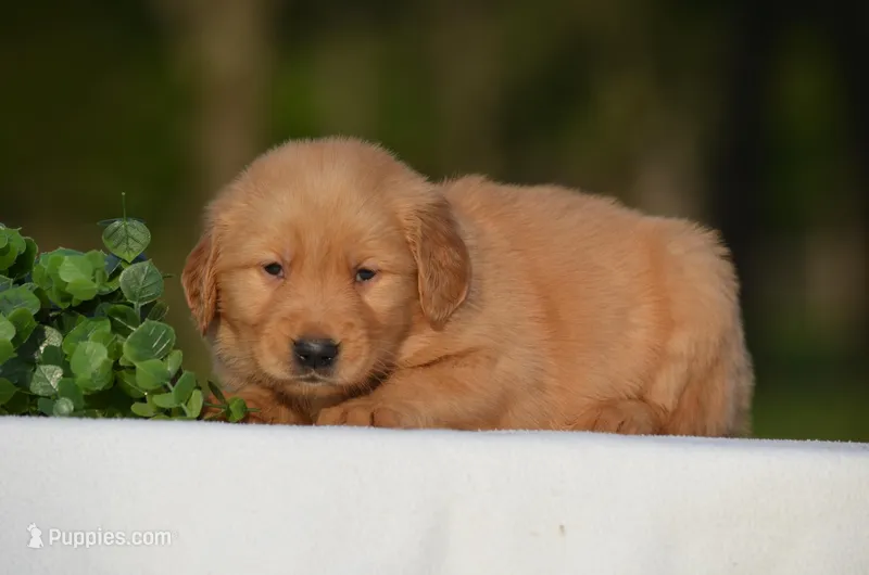Sardo  – Golden Retriever puppy for sale in Scurry, TX