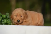 Sardo , a male Golden Retriever for sale in Scurry, TX – Photo 1 of 4