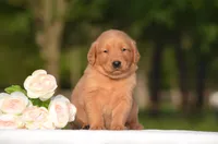 Stella, a female Golden Retriever for sale in Scurry, TX – Photo 2 of 4