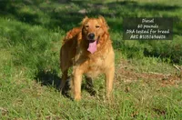 Stella, a female Golden Retriever for sale in Scurry, TX – Photo 3 of 4