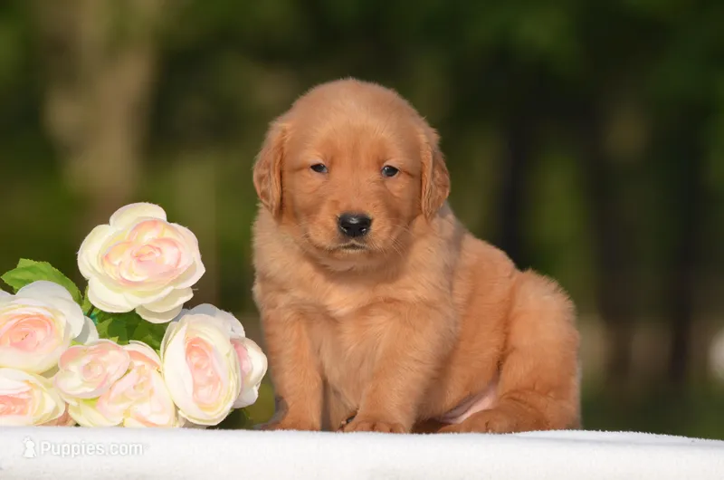 Stella – Golden Retriever puppy for sale in Scurry, TX