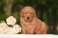 Stella, a female Golden Retriever for sale in Scurry, TX – Photo 1 of 4