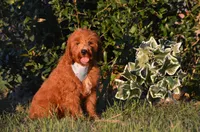 Grant , a male Cockapoo for sale in Scurry, TX – 4 of 4