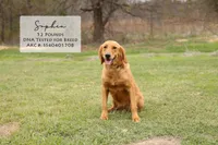 Sardo , a male Golden Retriever for sale in Scurry, TX – 4 of 4
