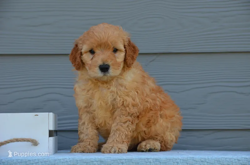Dasko  – Miniature Goldendoodle puppy for sale in Scurry, TX