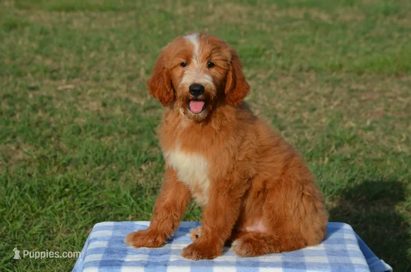 Lio – Goldendoodle puppy for sale in Scurry, TX