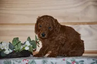 Scotty , a male Poodle - Miniature  for sale in Scurry, TX – 2 of 4