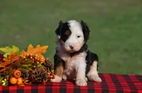Willow, a female Aussiedoodle and Bernedoodle for sale in Scurry, TX – 2 of 5