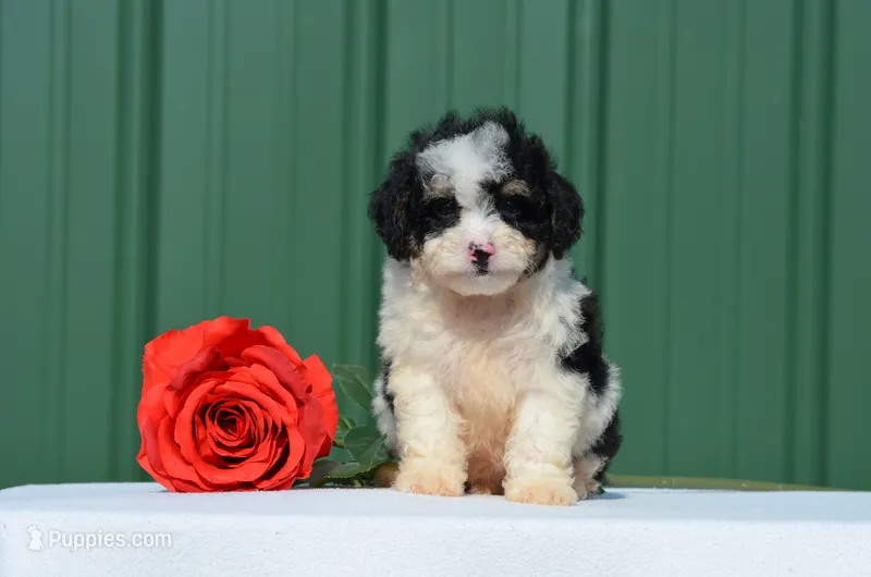 Felicity  – Miniature Bernedoodle puppy for sale in Scurry, TX