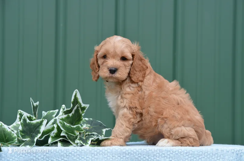 Nasco – Cockapoo puppy for sale in Scurry, TX