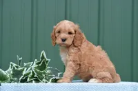 Nasco, a male Cockapoo for sale in Scurry, TX – 1 of 1