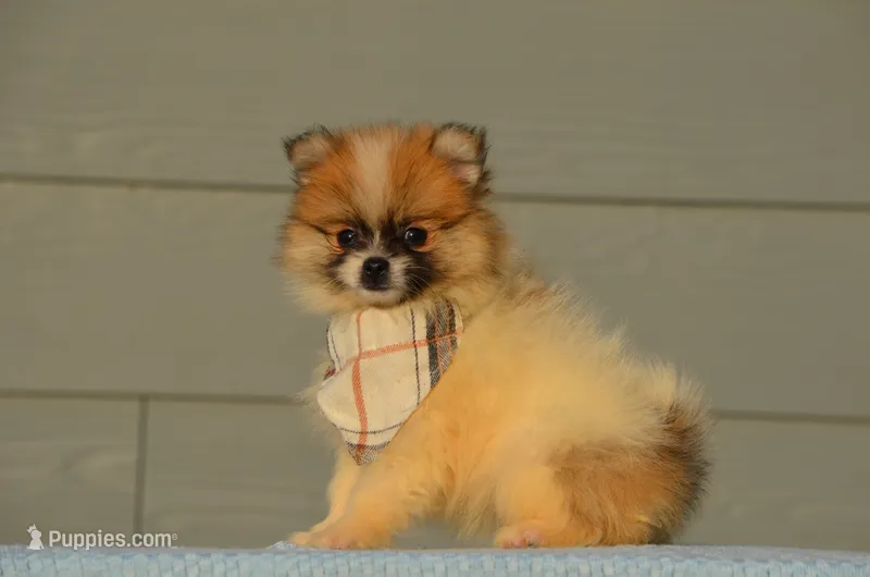 Harley – Pomeranian puppy for sale in Scurry, TX