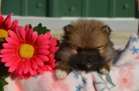 Sofia , a female Pomeranian for sale in Scurry, TX – Photo 2 of 4