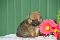 Sofia , a female Pomeranian for sale in Scurry, TX – Photo 1 of 4