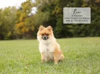Sofia , a female Pomeranian for sale in Scurry, TX – Photo 4 of 4