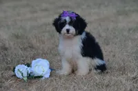 Felicity , a female Miniature Bernedoodle for sale in Scurry, TX – 2 of 6