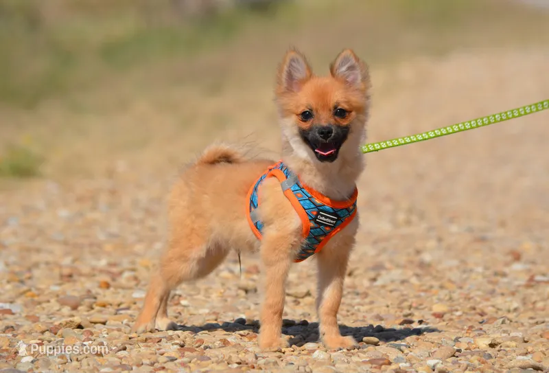 Hasko – Pomeranian puppy for sale in Scurry, TX
