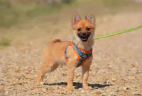 Hasko, a male Pomeranian for sale in Scurry, TX – 1 of 10