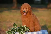 Andy, a male Miniature Goldendoodle for sale in Scurry, TX – 2 of 4