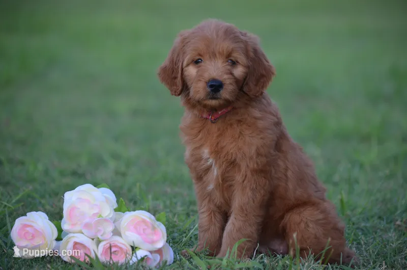 Lilac – Goldendoodle puppy for sale in Scurry, TX