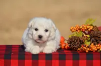 Tina, a female Bichon Frise for sale in Scurry, TX – 2 of 4