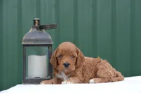 Nando , a male Cockapoo for sale in Scurry, TX – Photo 1 of 4