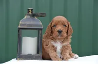 Nando , a male Cockapoo for sale in Scurry, TX – Photo 2 of 4