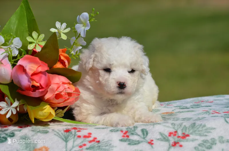 Maddie – Bichon Frise puppy for sale in Scurry, TX