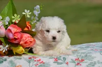 Maddie, a female Bichon Frise for sale in Scurry, TX – Photo 1 of 4