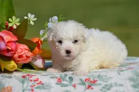 Maddie, a female Bichon Frise for sale in Scurry, TX – Photo 2 of 4