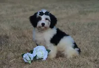 Fay, a female Miniature Bernedoodle for sale in Scurry, TX – 2 of 6