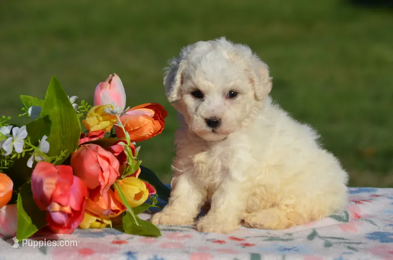 Matilda – Bichon Frise puppy for sale in Scurry, TX