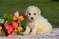 Matilda, a female Bichon Frise for sale in Scurry, TX – 1 of 4