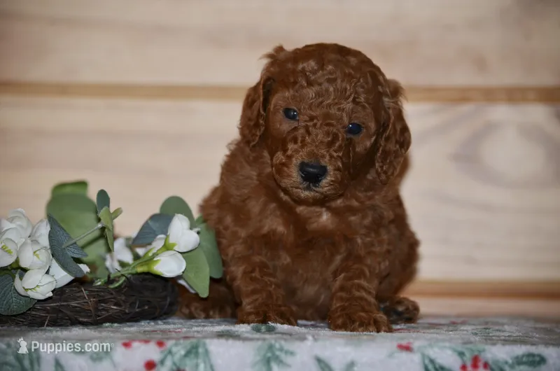 Scotty  – Poodle - Miniature  puppy for sale in Scurry, TX