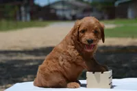 Leon, a male Goldendoodle for sale in Scurry, TX – 2 of 4