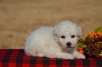Thelma , a female Bichon Frise for sale in Scurry, TX – 2 of 4