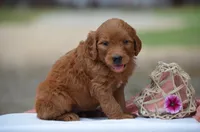 Lilac, a female Goldendoodle for sale in Scurry, TX – 2 of 4