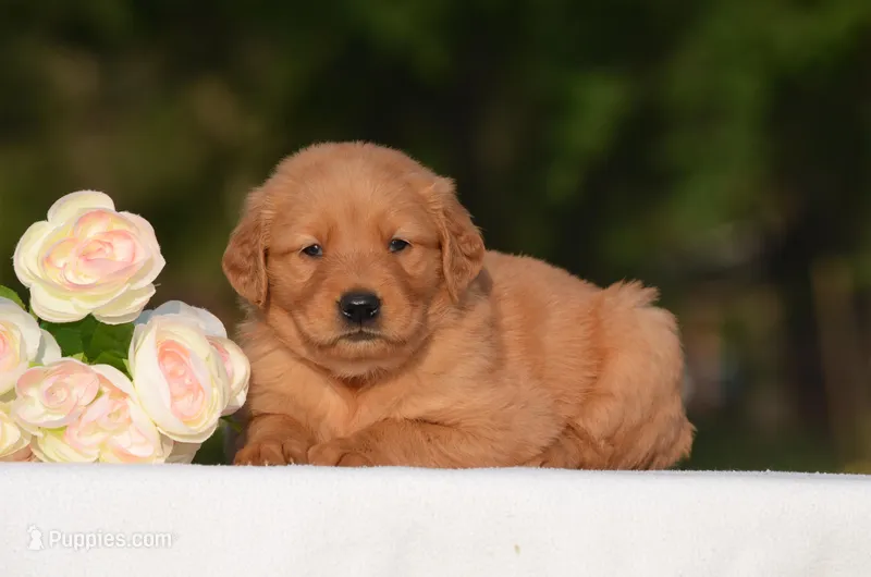 Sofie  – Golden Retriever puppy for sale in Scurry, TX