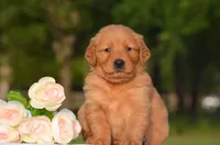 Sofie , a female Golden Retriever for sale in Scurry, TX – Photo 2 of 4