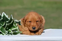 Sammy, a male Golden Retriever for sale in Scurry, TX – 2 of 4